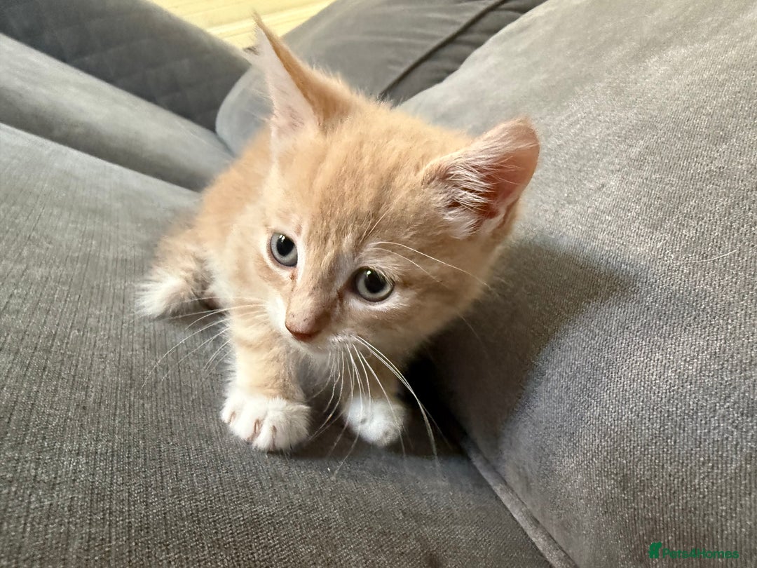 Mixed Breed cats for sale: Beautiful sandy male kitten - Image 5