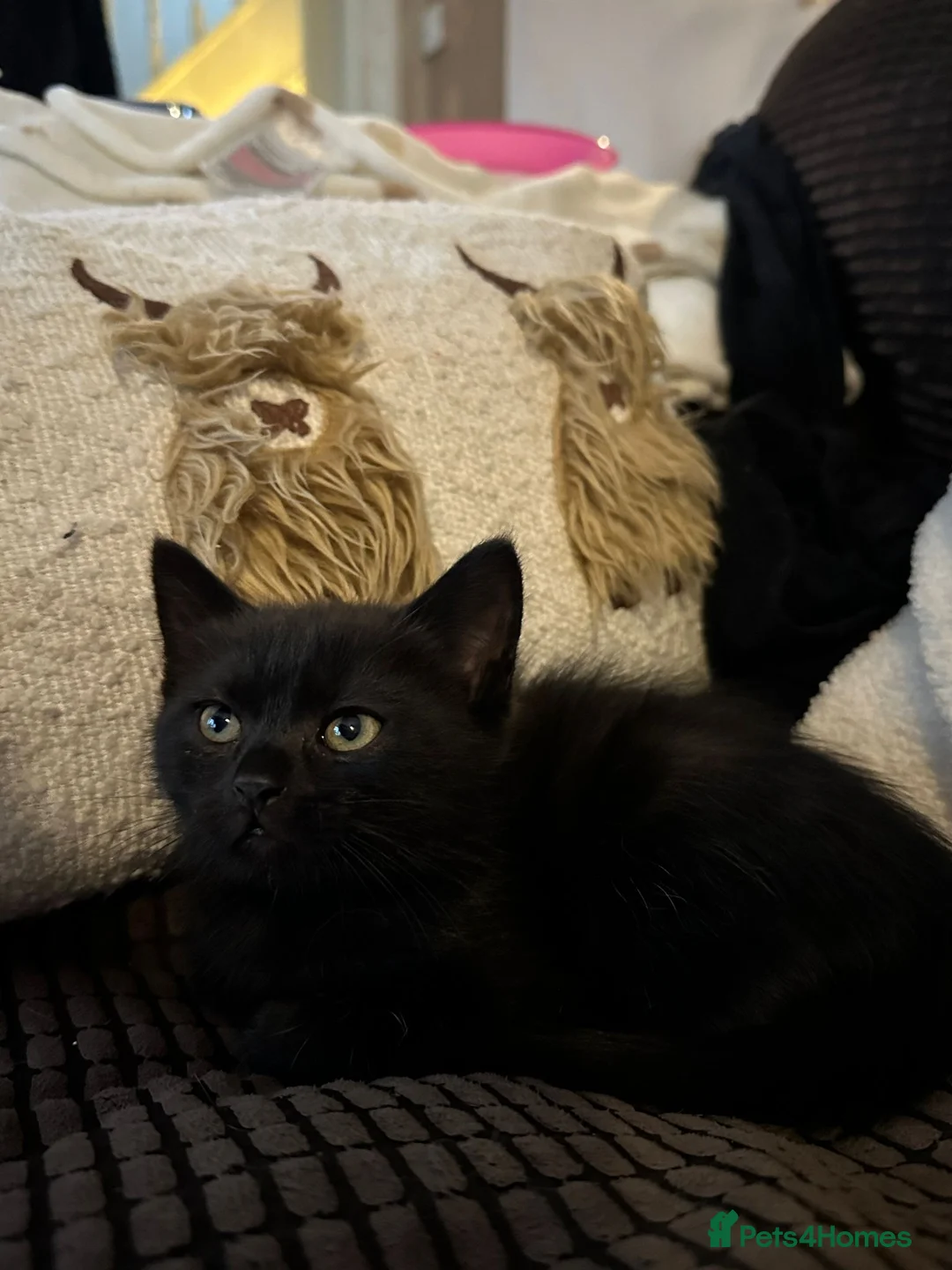 Manx cats for sale: ❤️ 5 adorable & mischievous Manx kittens  ❤️ - Advert 11