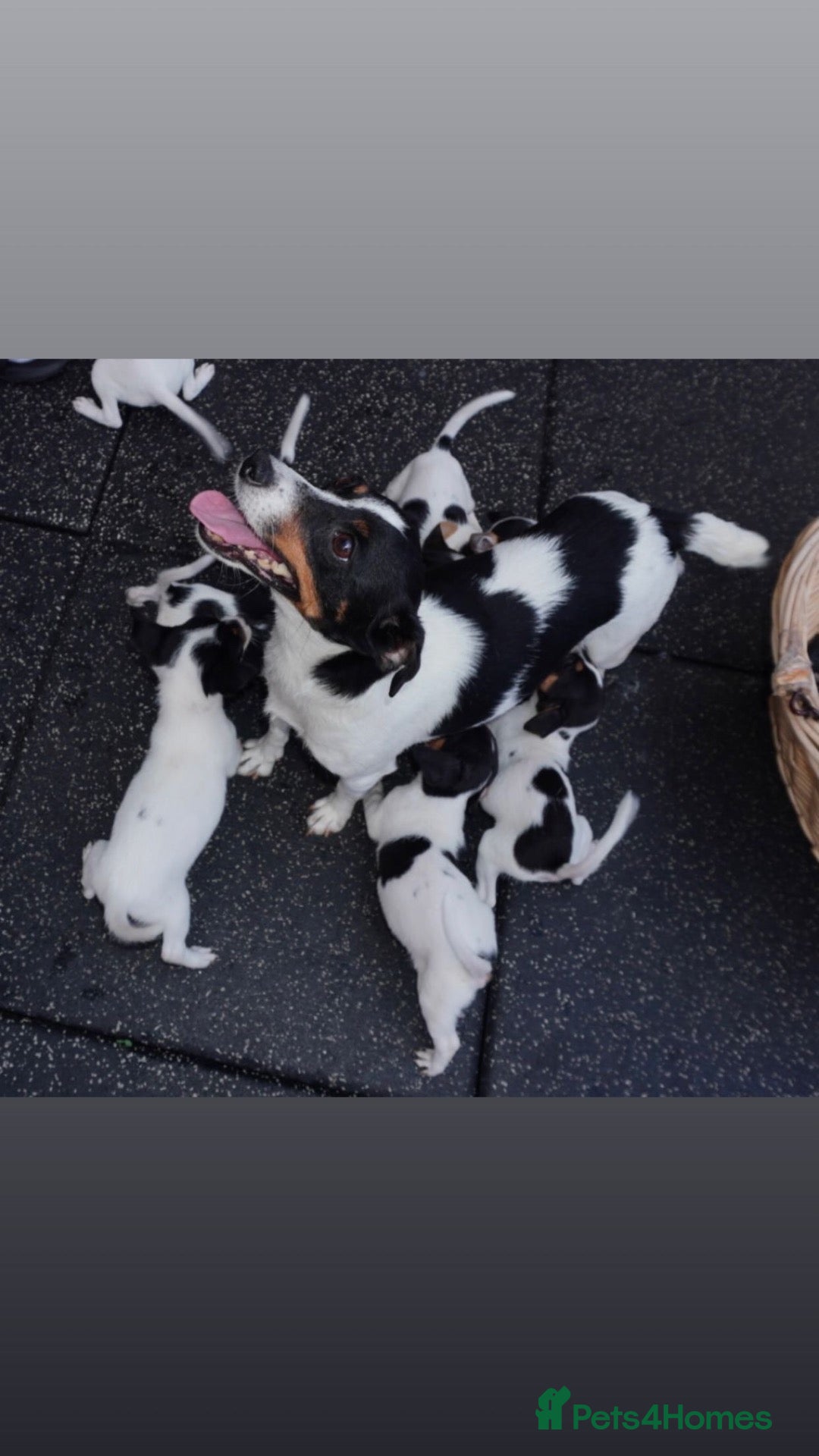 Jack Russell dogs Jackrussel puppies (5 LEFT) - Advert 1