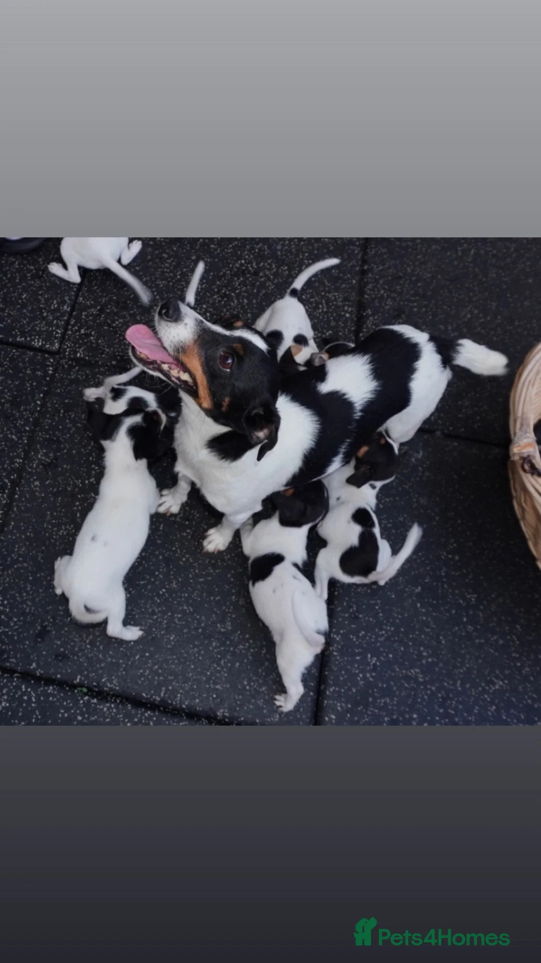 Jack Russell dogs for sale: Jackrussel puppies (5 LEFT) - Advert 1