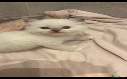 Ragdoll cats for sale: Ragdoll kittens😻 only 1 kitten left 😻ready now  - Image 14