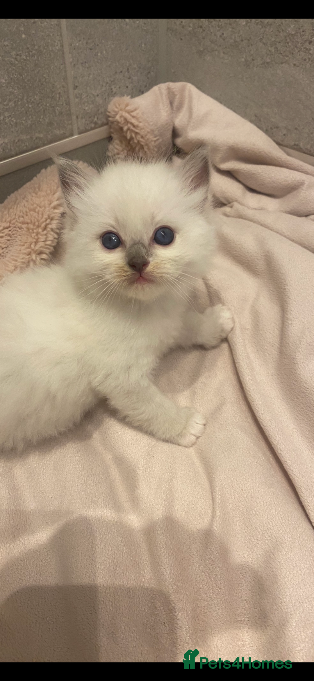 Ragdoll cats for sale: Ragdoll kittens😻 only 1 kitten left 😻ready now  - Image 14