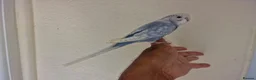 Budgerigars birds for sale: Super silly hand tamed baby budgies  - Advert 12