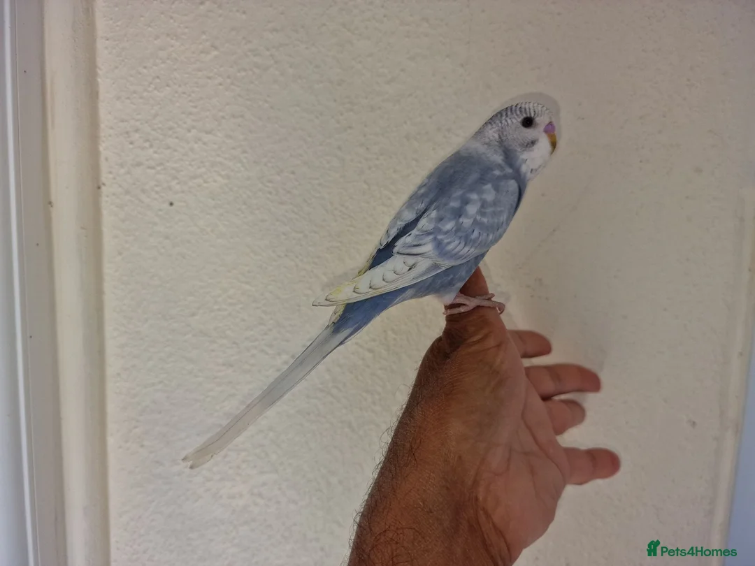 Budgerigars birds for sale: Super silly hand tamed baby budgies  - Advert 12