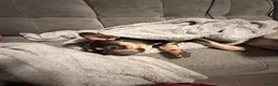 French Bulldog dogs for sale: Male French bulldog - Advert 4
