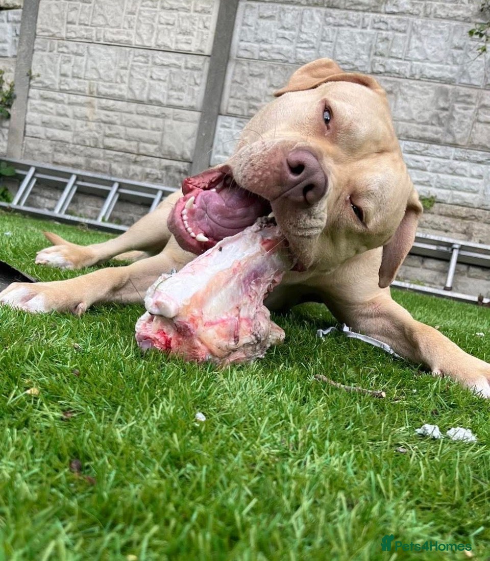 American Bulldog dogs Male American bulldog stud - Advert 1