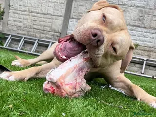 American Bulldog dogs Male American bulldog stud - Advert 1