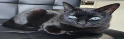 Ojos Azules cats for sale: 8 week kitten in Salford - Advert 2