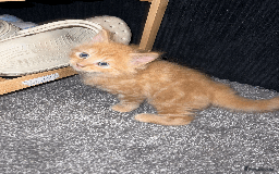 Domestic Shorthair cats for sale: Loving Home-Raised Kittens for Sale - Read Discrip - Image 4