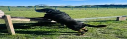 Rottweiler dogs for sale: Rehoming - 3 RY Old Male Rottweiler  - Advert 4