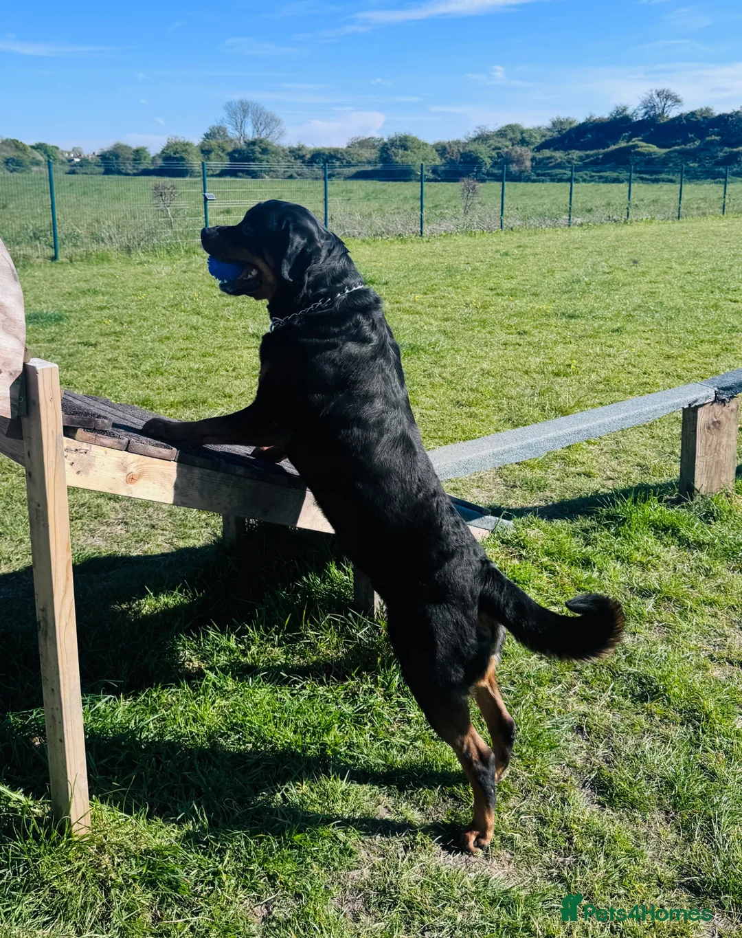 Rottweiler dogs for sale: Rehoming - 3 RY Old Male Rottweiler  - Advert 4