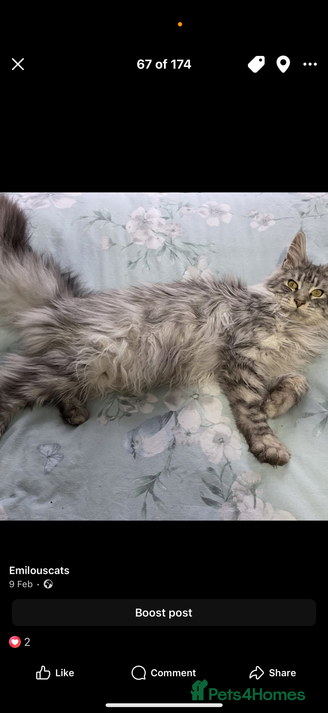 Maine Coon cats for sale: Rare opportunity imported stud  - Image 2
