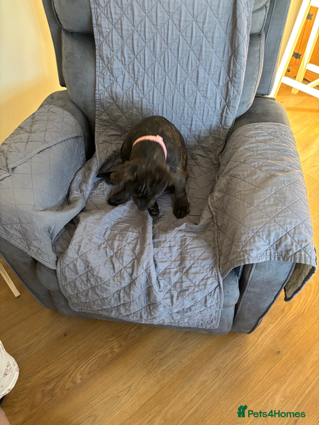 Staffordshire Bull Terrier dogs for sale: Puppy female staffy - Advert 3