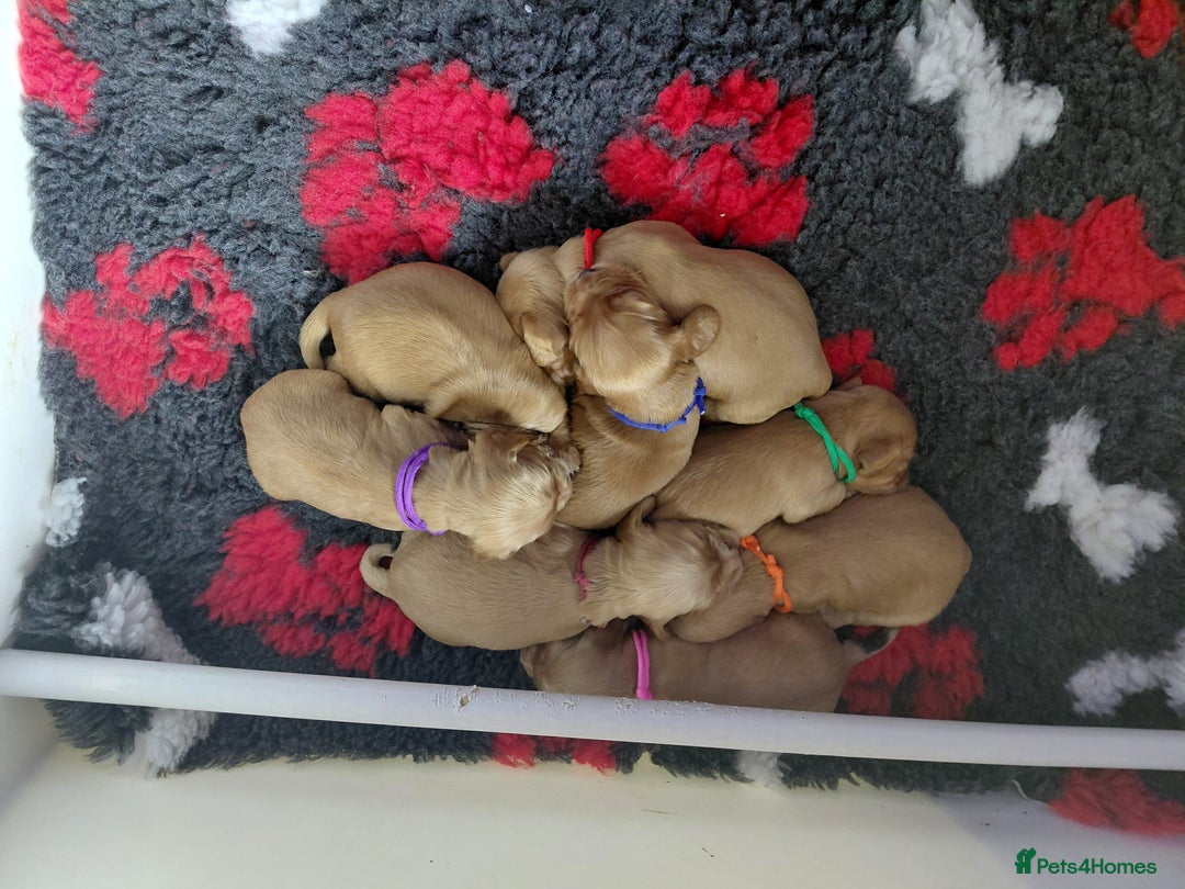 Cocker Spaniel dogs for sale: KC Golden Show Spaniels - Image 7