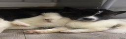 Akita dogs for sale: Chunky American Akita puppies - Advert 12