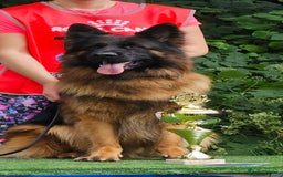 German Shepherd dogs for sale: Beautiful girl available  - Image 6