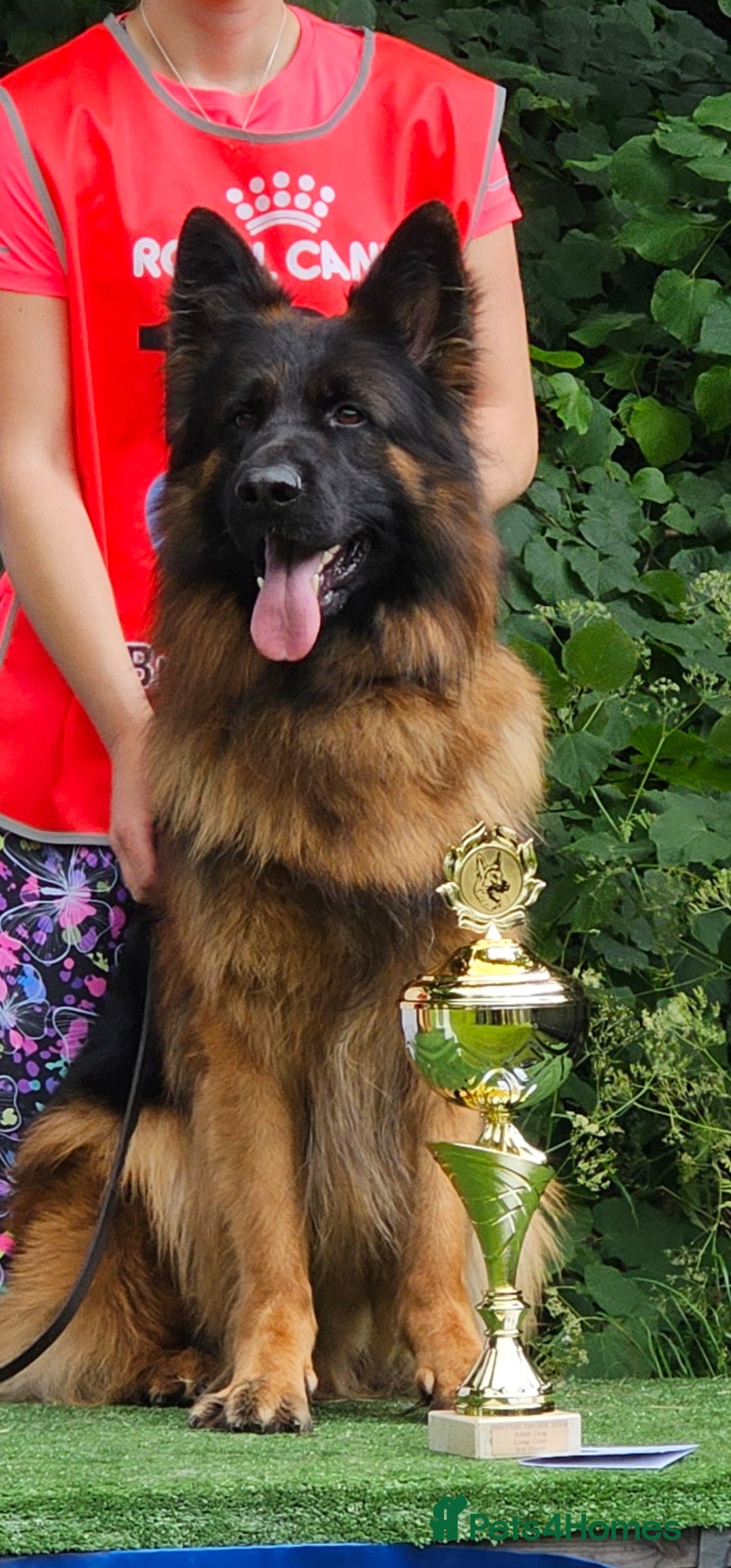 German Shepherd dogs for sale: Beautiful girl available  - Image 6