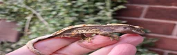 Gecko reptiles for sale: Various crested geckos  - Advert 9