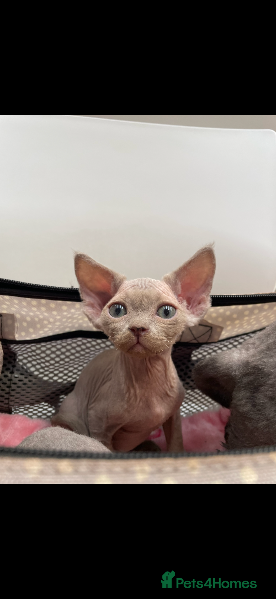 Devon Rex cats Stunningly beautiful  lilac boy - Advert 3