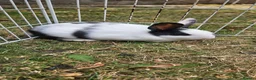 Mixed Breed rabbits for sale: They are very friendly family 🥰 - Advert 9