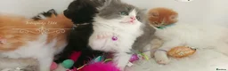 Ragdoll cats for sale: Beautiful cross Ragdoll/Persian 😻😻😻😻 - Advert 16