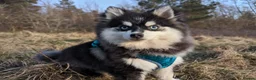 Pomsky dogs for sale: Pomsky litter coming - Advert 9