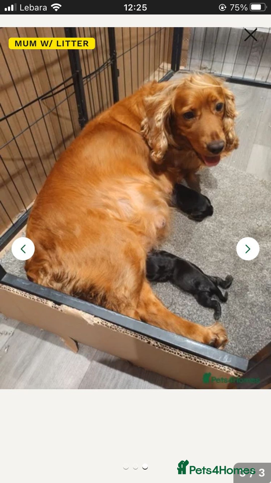 Cocker Spaniel dogs for sale: Cocker spaniel pup kc registered ⭐️ - Advert 2