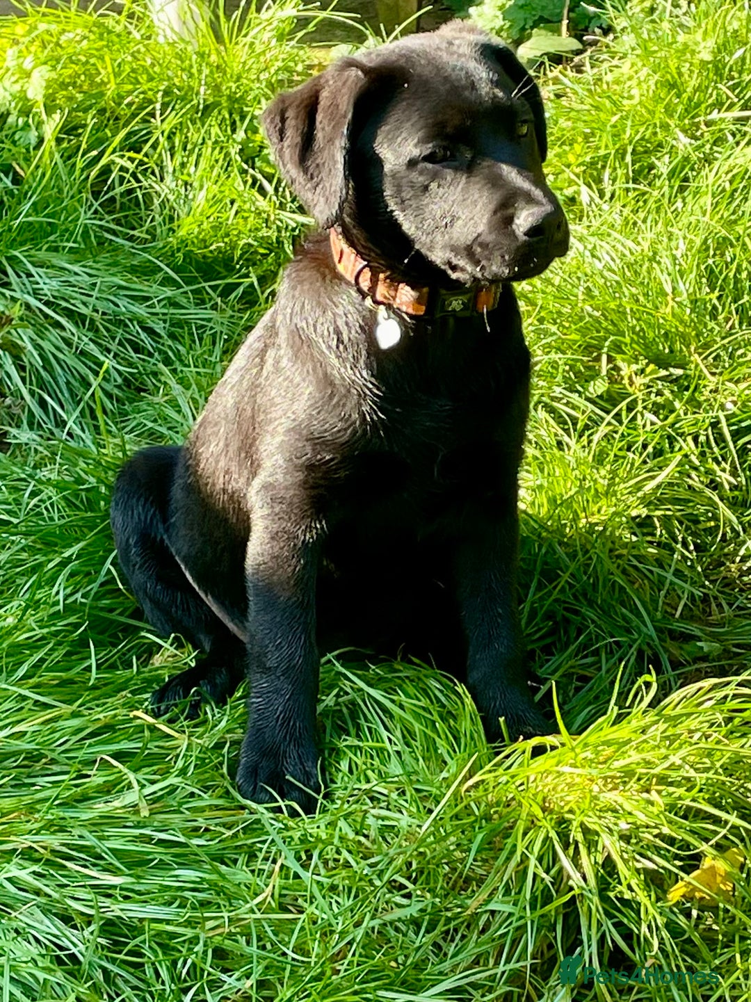 Mixed Breed dogs for sale: 2 beautiful nearly 6 month girls  - Advert 25