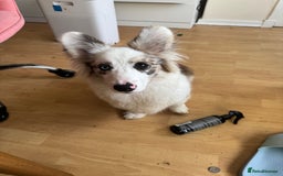 Welsh Corgi Cardigan dogs for sale: Welsh Cardigan Corgi Boy - Image 6