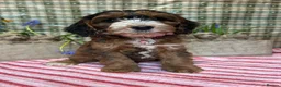 Cockapoo dogs for sale: F1 Cockapoo puppies READY NOW - Advert 6