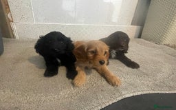 Cockapoo dogs for sale: F1 cockapoo - Image 14