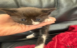 Domestic Shorthair cats for sale: 6 adorable kittens, healthy and playful 😍😻 - Image 7