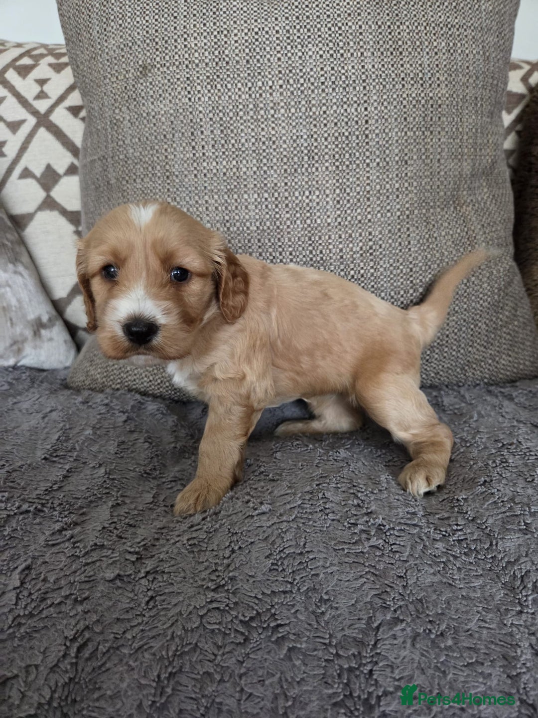 Cockapoo dogs for sale: Cockapoo Puppies  - Image 5