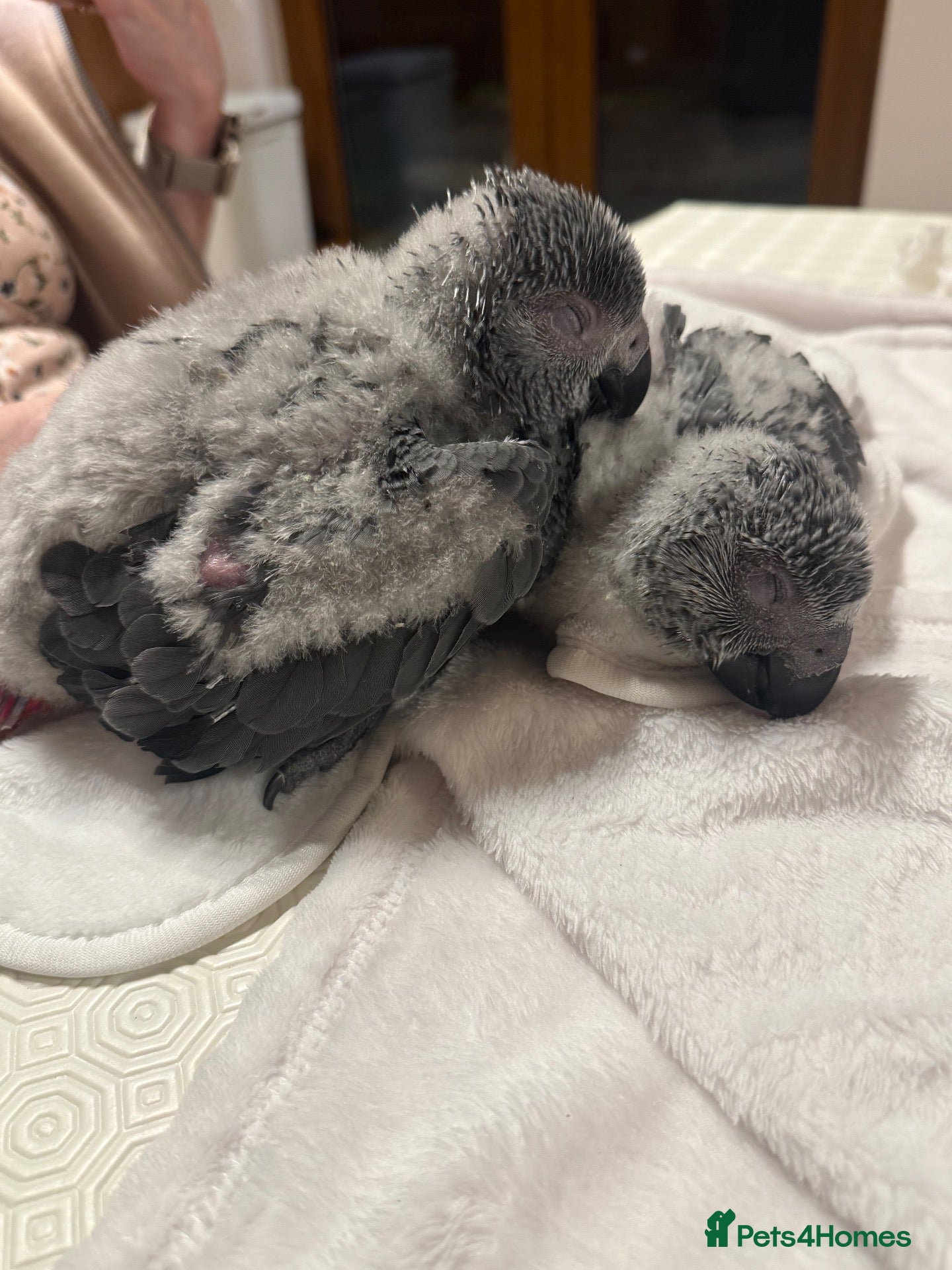 Parrots birds Hand reared Congo African grey  - Advert 13