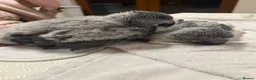 Parrots birds for sale: Hand reared Congo African grey  - Advert 1