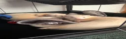 Ferret rodents for sale: 2 Male ferrets - Advert 1