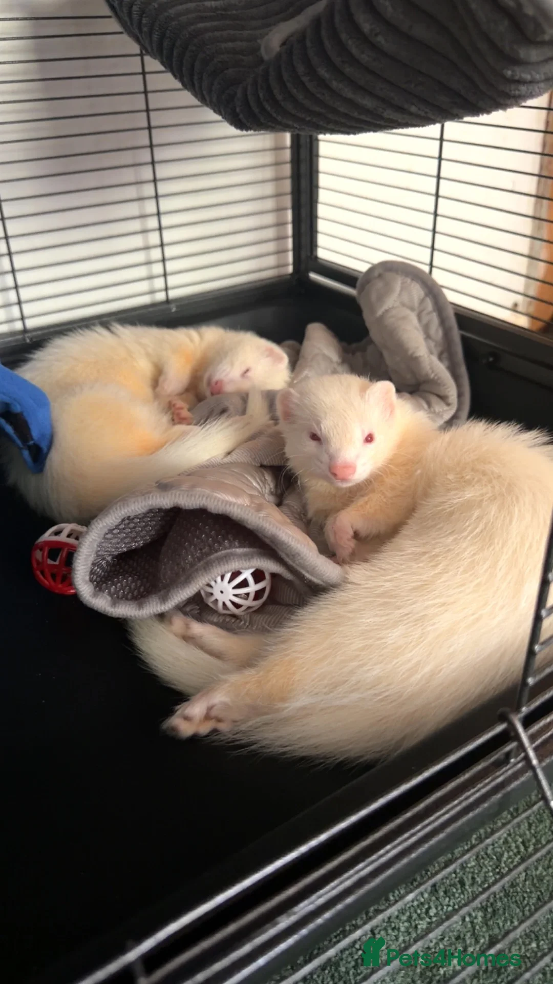 Ferret rodents for sale: 2 Male ferrets - Advert 1
