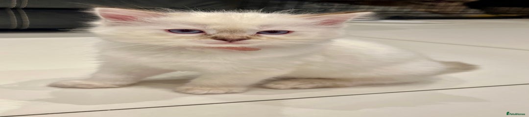 Ragdoll Kitten 4 - Pink / Purple Band