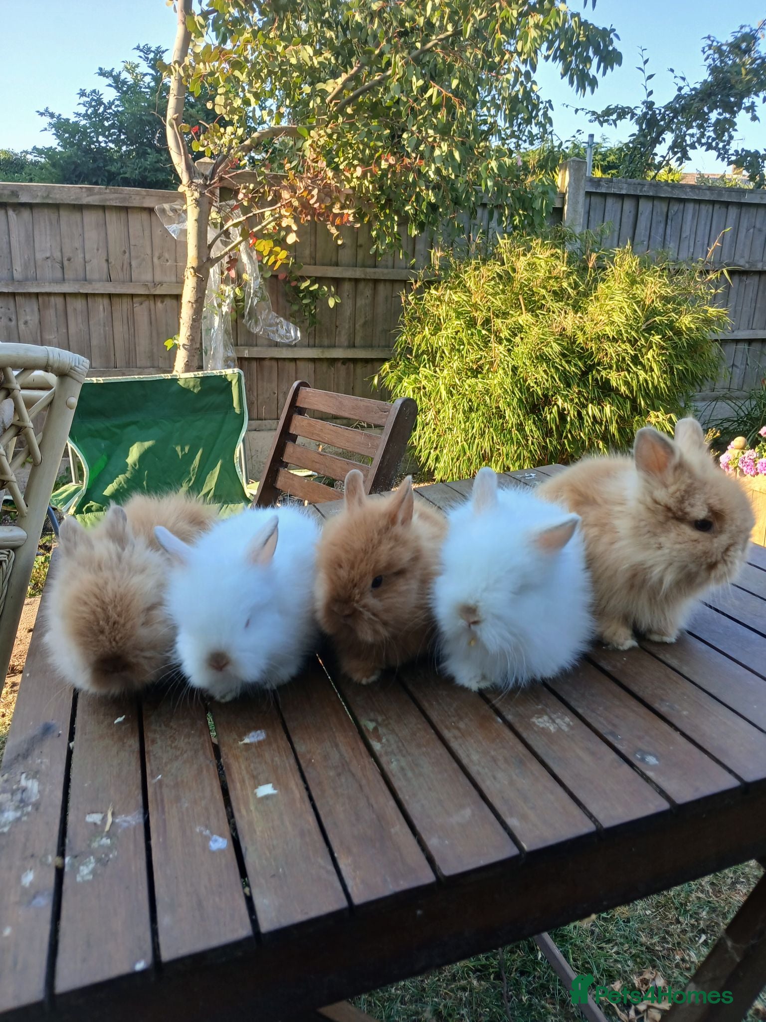 Lionhead rabbits Beautiful DM Lionheads  - Advert 12