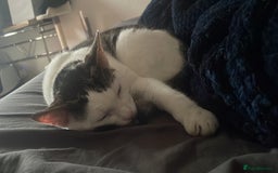 British Shorthair cats for sale: Cat rehome - Advert 3