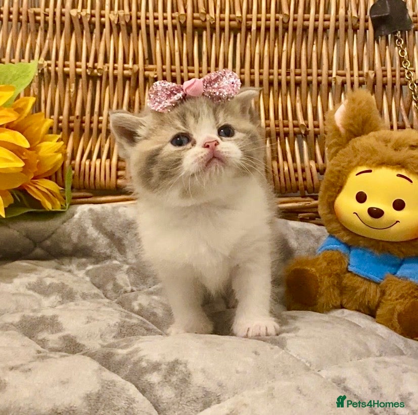 Scottish Fold cats 🧸EXTREMELY RARE TICA FAWN SCOTTISH/BSH 😻🧸 - Advert 1