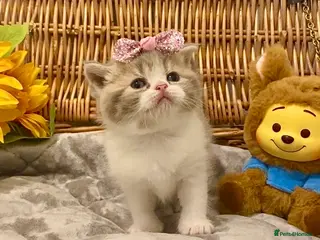 Scottish Fold cats 🧸EXTREMELY RARE TICA FAWN SCOTTISH/BSH 😻🧸 - Advert 1
