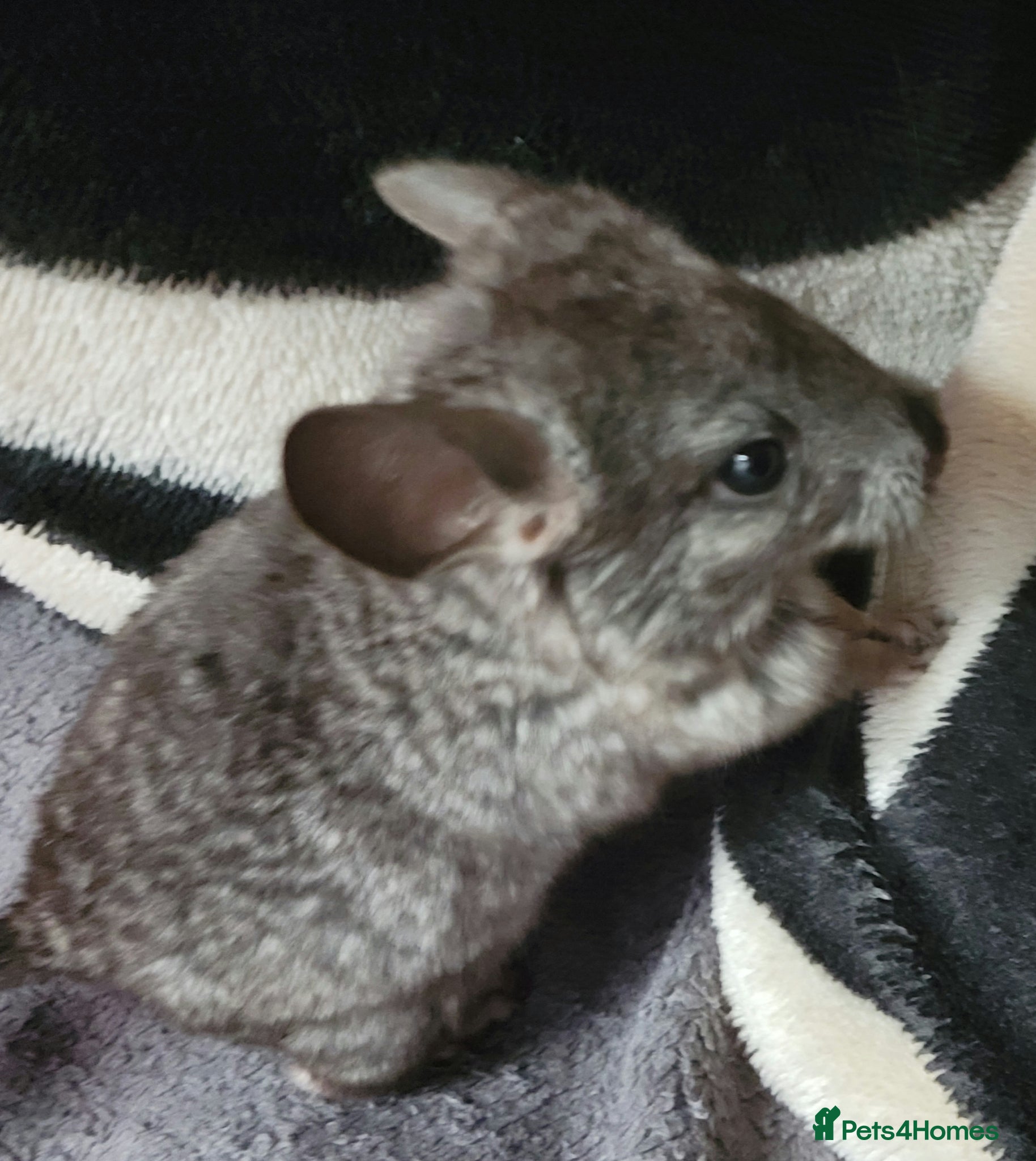 Chinchilla rodents Baby chinchillas for sale  - Advert 22