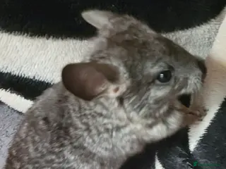 Chinchilla rodents Baby chinchillas for sale - Advert 22