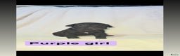 Cane Corso dogs for sale: 12 beautiful cane corso puppies 🐾 - Advert 9