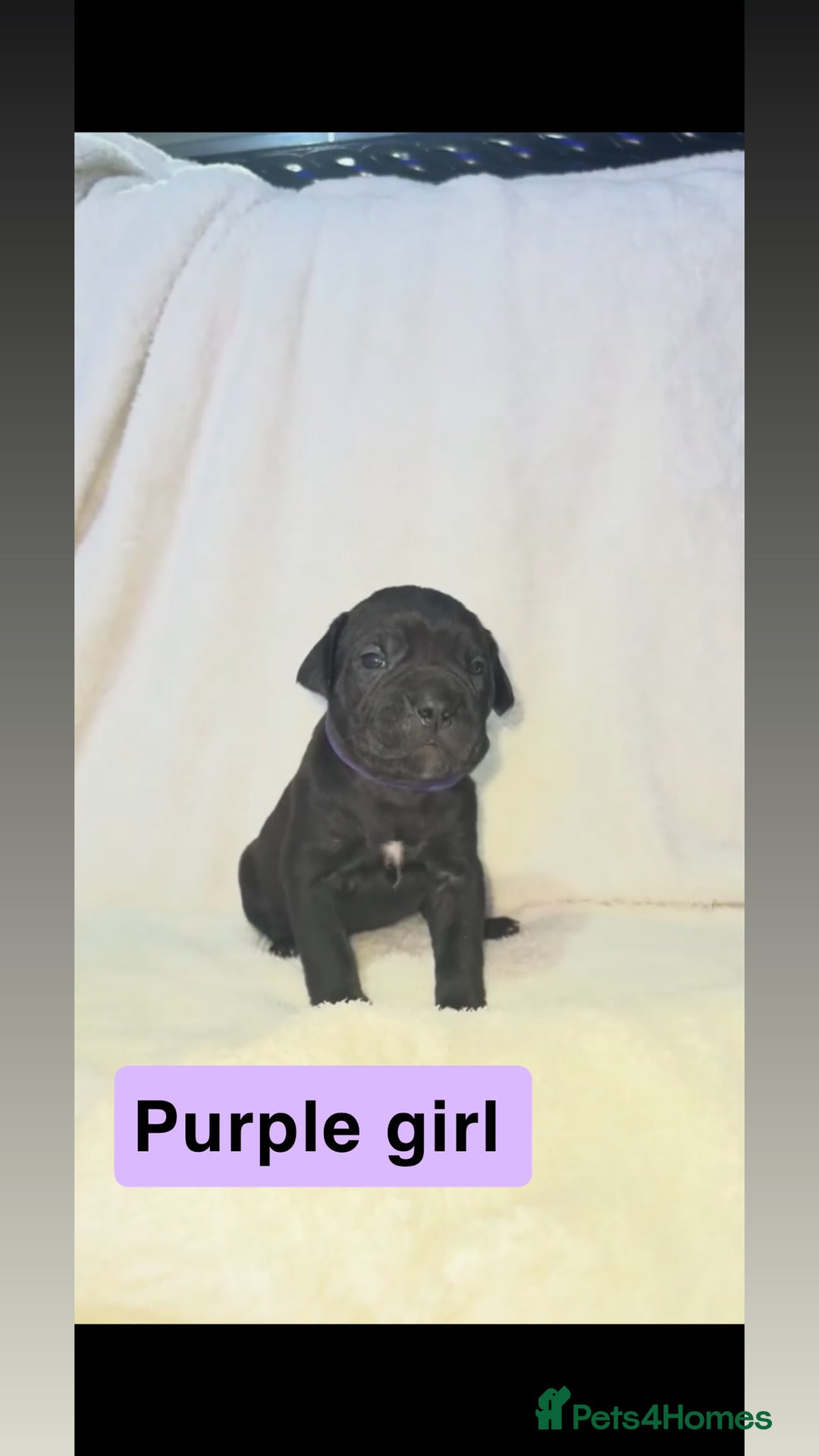 Cane Corso dogs for sale: 12 beautiful cane corso puppies 🐾 - Advert 9