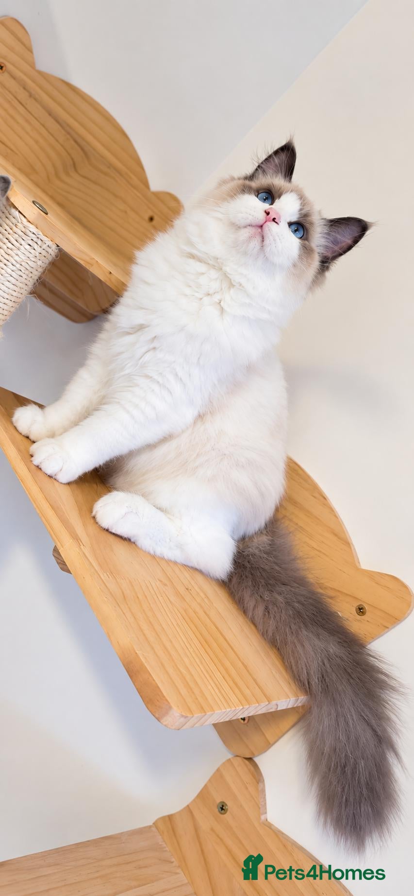 Ragdoll cats Beautiful GCCF-registered Ragdoll boys ready now. - Advert 1