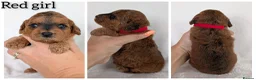 Cockapoo dogs for sale: Beautiful F1b Cockapoo puppies - Advert 12