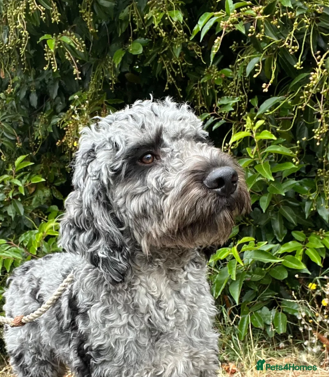 Cockapoo dogs for stud: First cross Phantom Merle Cockapoo  - Advert 2