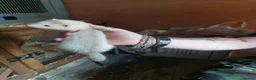 Ferret rodents for sale: Ferret Kits for sale - Advert 3